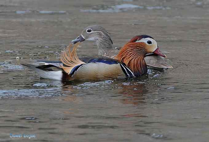 白河六月几只鸟　