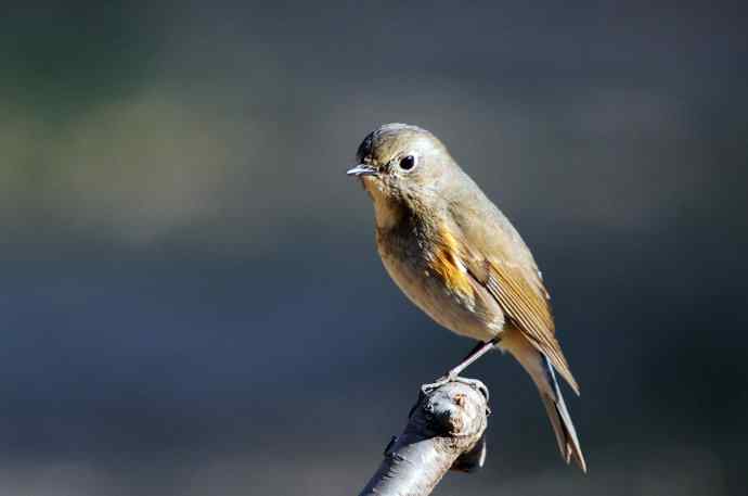 雌性红胁蓝尾鸲(41) 雌性红胁蓝尾鸲(41)