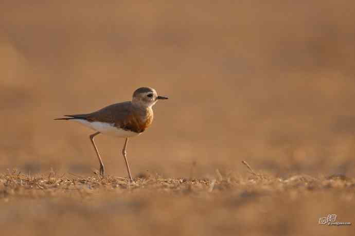 野鸭湖的东方鸻