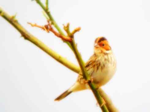 家禽驯化之源之十八 家禽驯化之源之十八