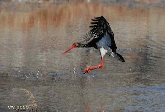 十渡观赏黑鹳捕鱼