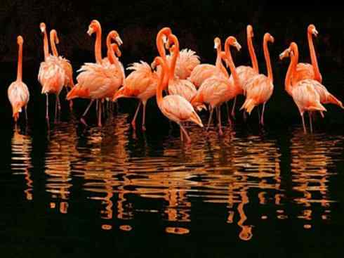 极品红色鸟类:火烈鸟 极品红色鸟类:火烈鸟