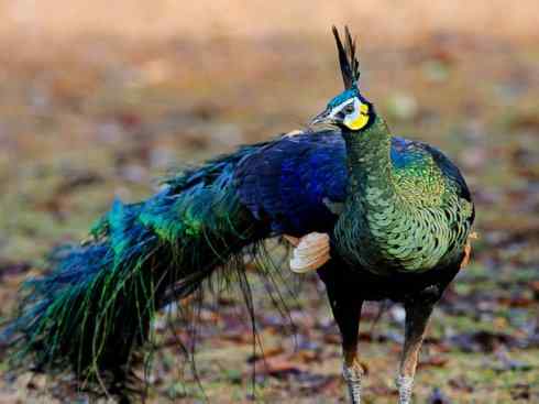 凤凰：传说中的鸟原型探秘（孔雀）
