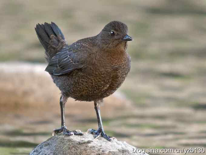 十渡首拍褐河乌