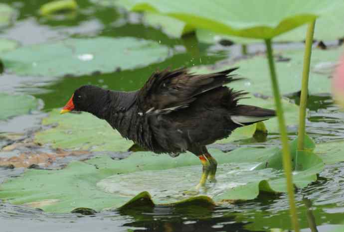 再拍黑水鸡（纪实）2