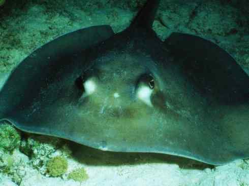 自然奇观：动物大迁徙(鲼)