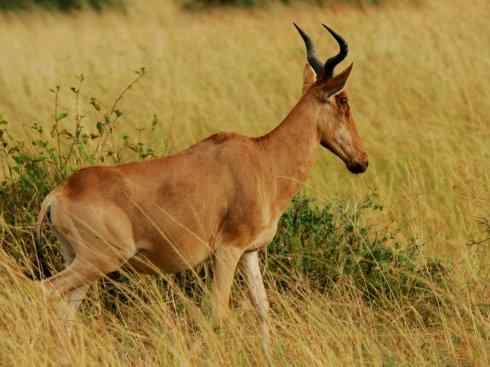 麒麟：传说的兽原型探秘（狷羚）