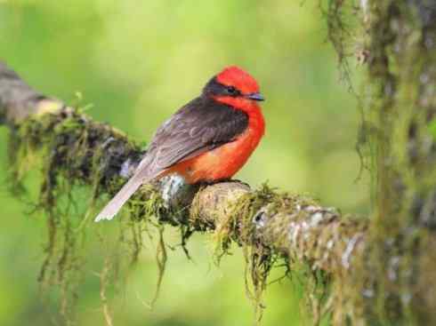 极品红色鸟类:朱红霸鶲 极品红色鸟类:朱红霸鶲