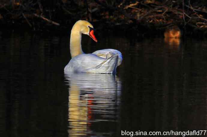 美国鸟类摄影——天鹅回眸：辞旧