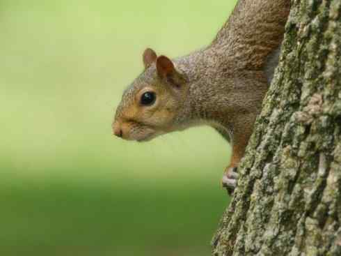 动物世界：山寨还是原创之七（旱獭、松鼠、树鼩）