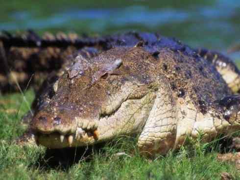 自然奇观：动物大迁徙(棱皮龟类)