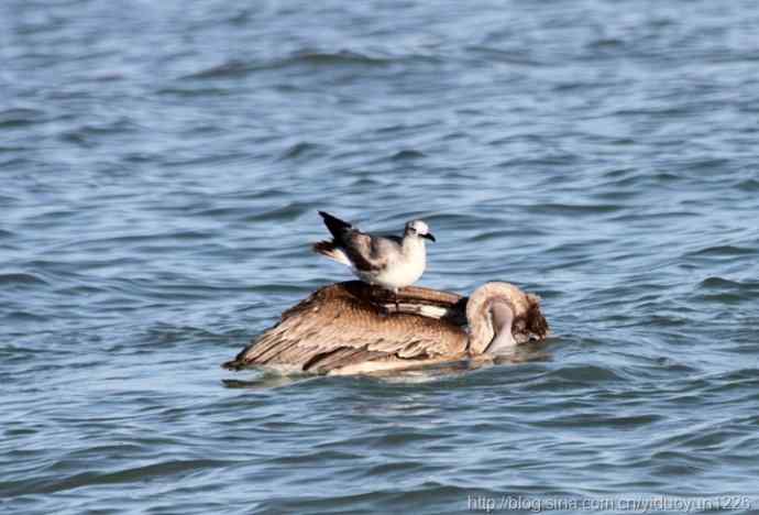 紧跟在褐色鹈鹕身边的海鸥