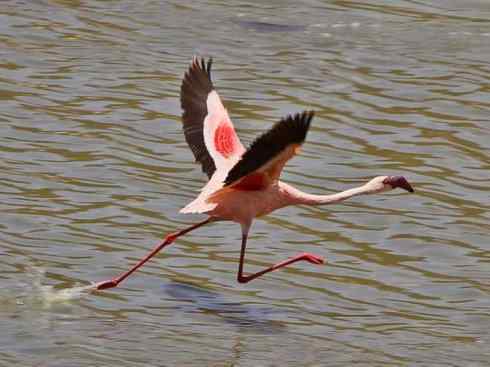极品红色鸟类:火烈鸟 极品红色鸟类:火烈鸟