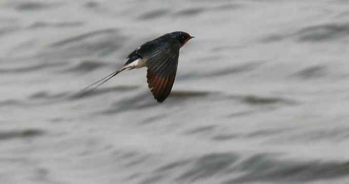 小燕子穿花衣 小燕子穿花衣