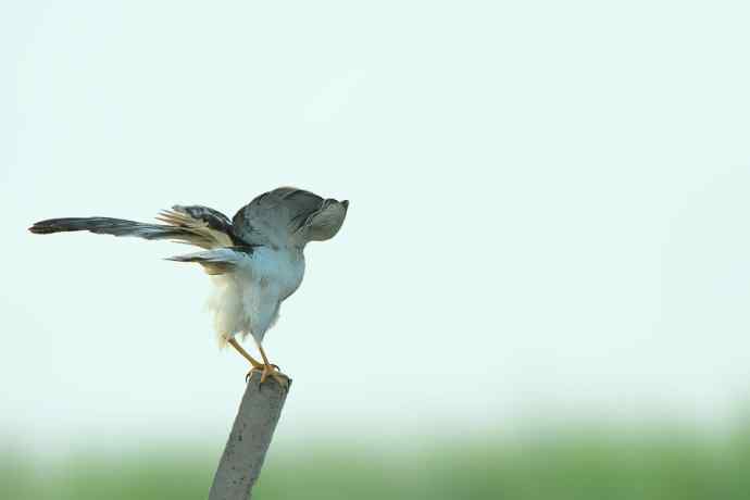 猛禽白腹鹞(雄性)