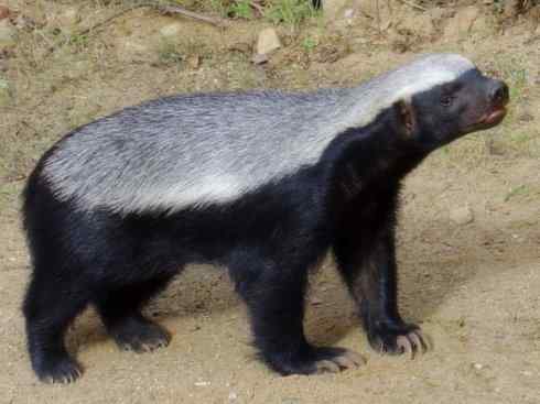 十大喜食蜂蜜动物：蜜獾