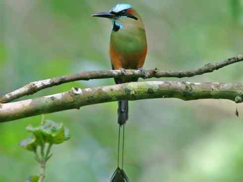 绝色攀禽:佛法僧目之翠鴗2 绝色攀禽:佛法僧目之翠鴗2