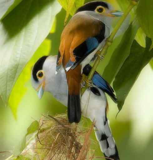 美丽无罪：雀鸟之阔嘴鸟