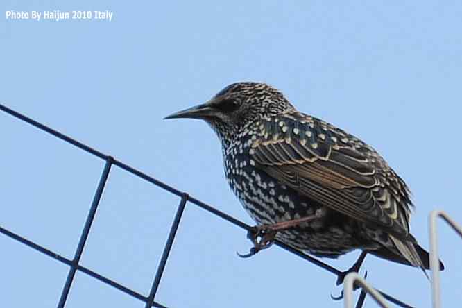 【亚平宁半岛之旅 wbr. wbr紫翅椋鸟】