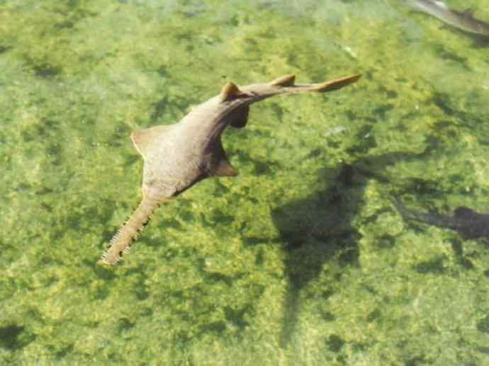 鱼类活化石：锯鳐