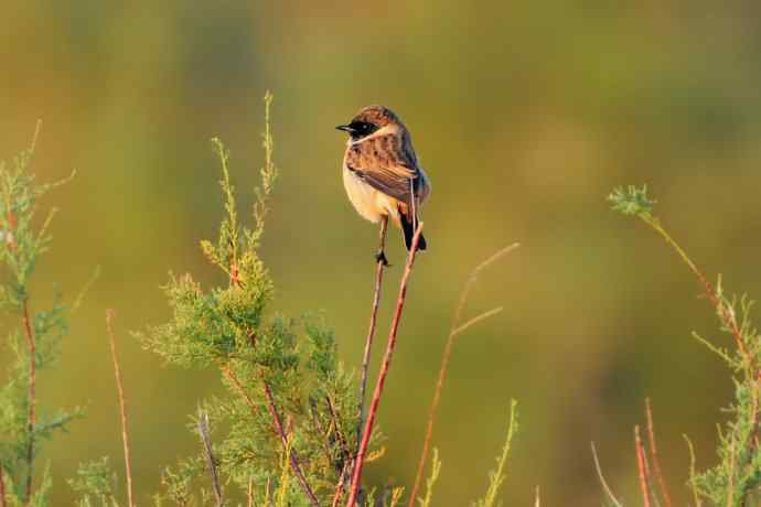 阿穆尔隼：野鸭湖黎明观猛*