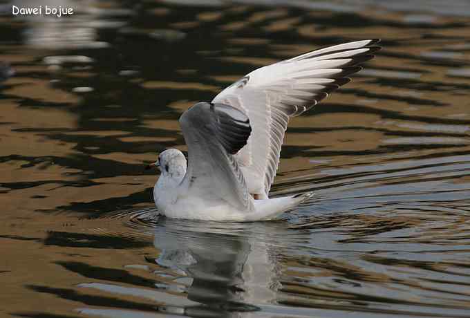 秋季到海滨来看鸟