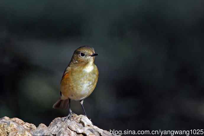 雌性红胁蓝尾鸲（73）