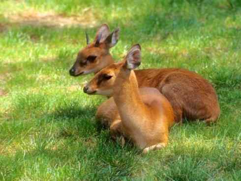 麒麟：传说的兽原型探秘（紫羚）