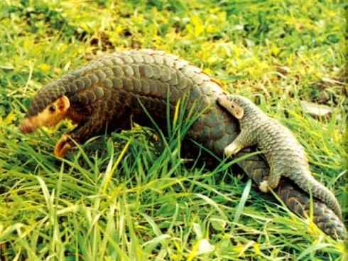 动物世界：山寨还是原创之六