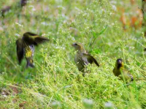 家禽驯化之源之十九