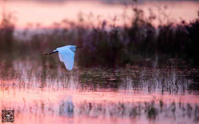野鸭湖黄昏鸟影