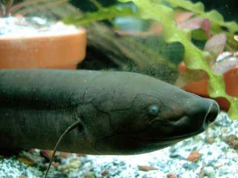 鱼类活化石：美洲肺鱼