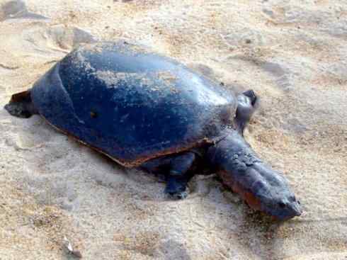 玄武：传说的兽原型探秘（鳖）