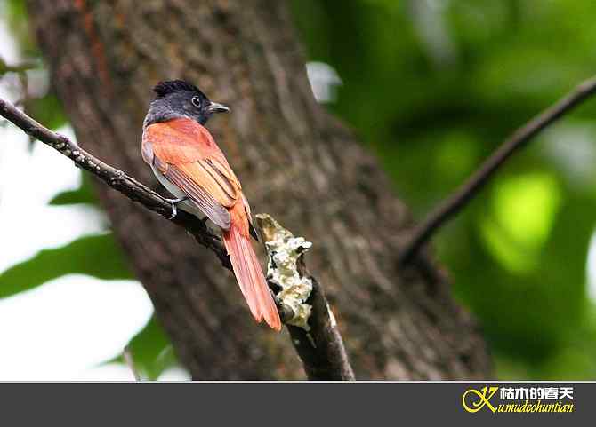 也拍鈥準俅潯菊掌