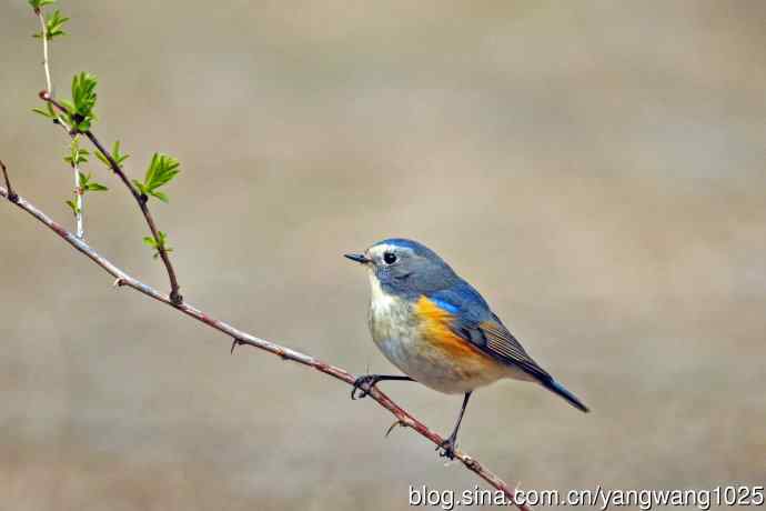 雄性红胁蓝尾鸲(25) 雄性红胁蓝尾鸲(25)