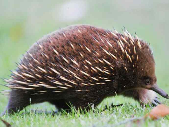 盘点十二大著名食蚁动物：短吻针鼹