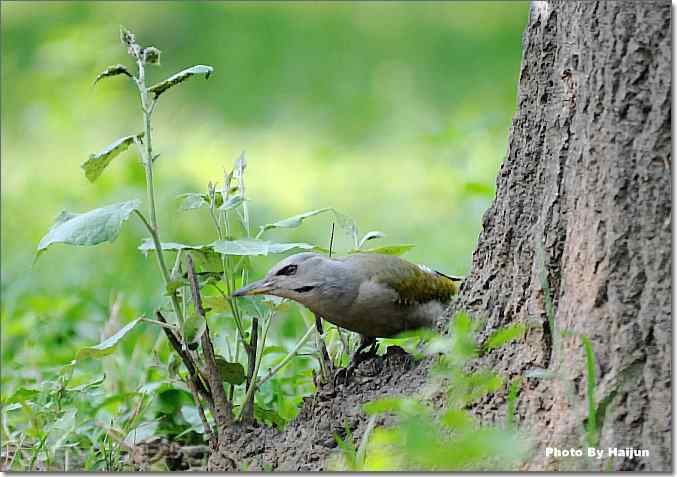 绿啄觅食的精彩瞬间