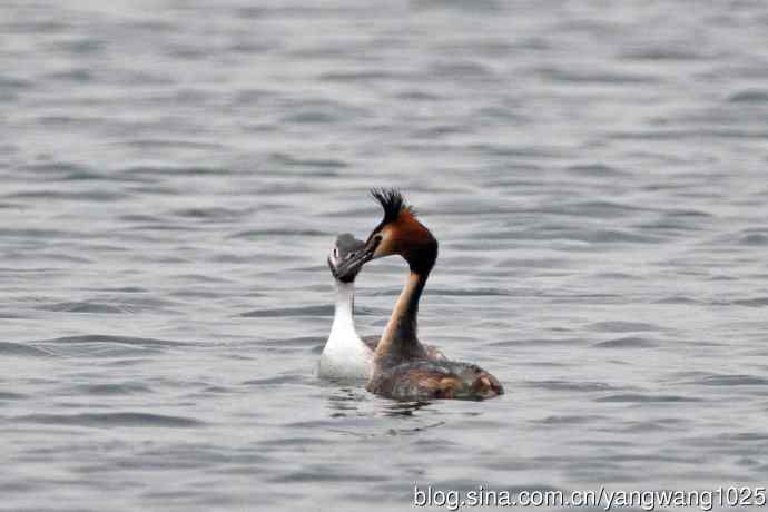 蜜月中的凤头