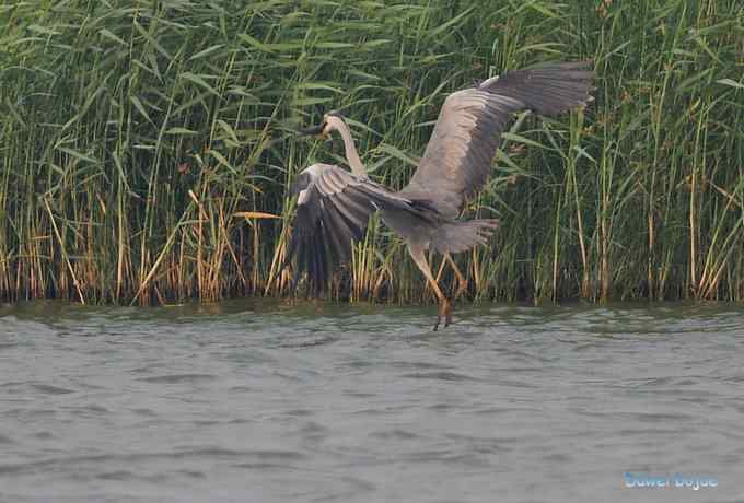 衡水湖：草鹭苍鹭黄苇鳽（终结篇）