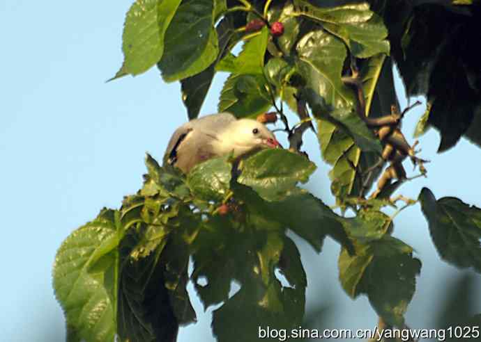 桑树上的北椋鸟、丝光椋鸟 桑树上的北椋鸟、丝光椋鸟