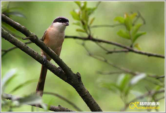 记录鈥満诹吃腽题潯菊掌