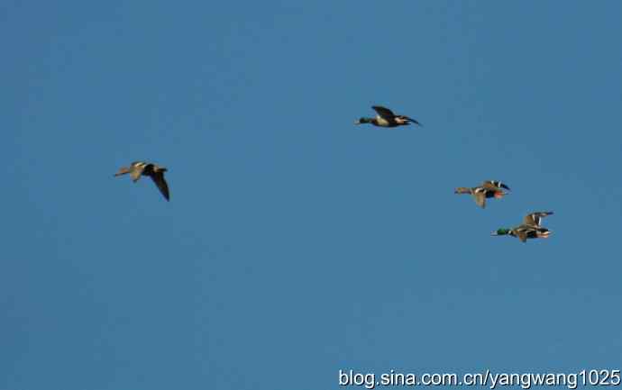 飞 wbr（雁） wbr1