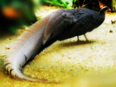 凤凰:传说中的鸟原型探秘(大眼斑雉) 凤凰:传说中的鸟原型探秘(大眼斑雉)