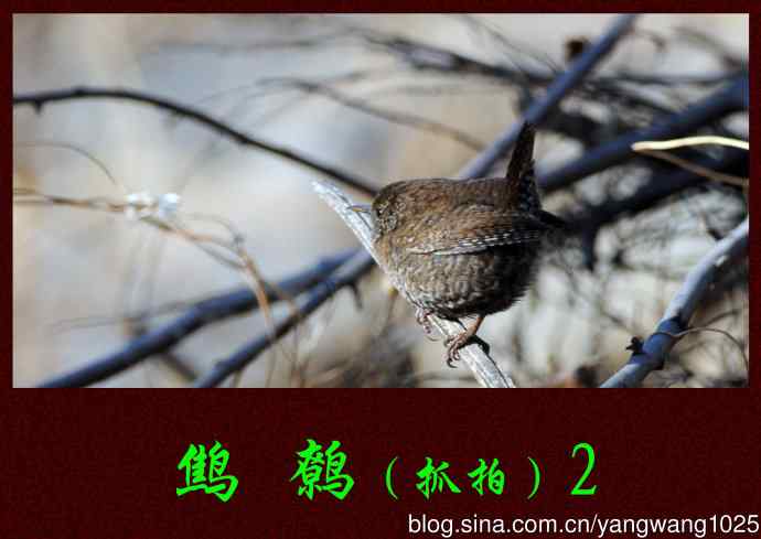 北京植物园的鸟类——鹪鹩（抓拍）2