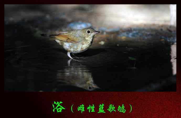 北京天坛公园的鸟类——浴（雌性蓝歌鸲）