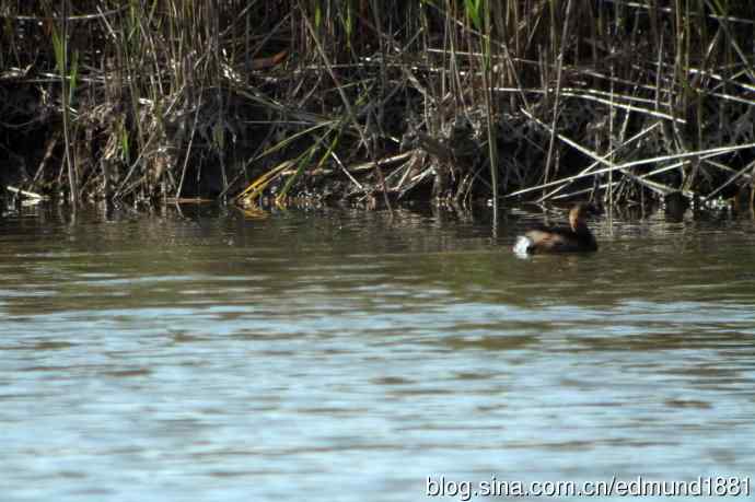 崇明东滩湿地公园十一月鸟况-望远镜打鸟