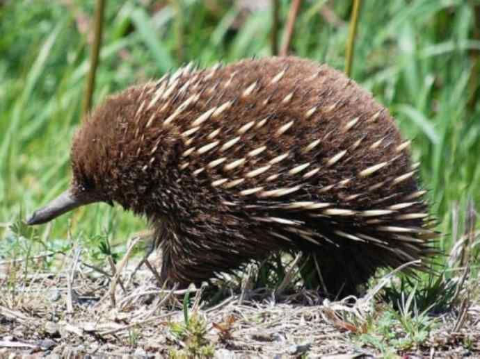 盘点十二大著名食蚁动物：短吻针鼹