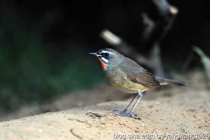 北京天坛公园的鸟类——红喉歌鸲（14）