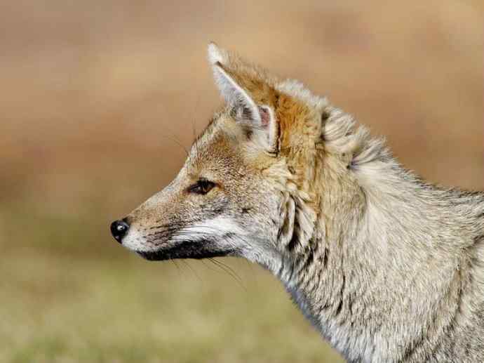 犬科：狐亚科伪狐属之高地狐、河狐、秘鲁狐