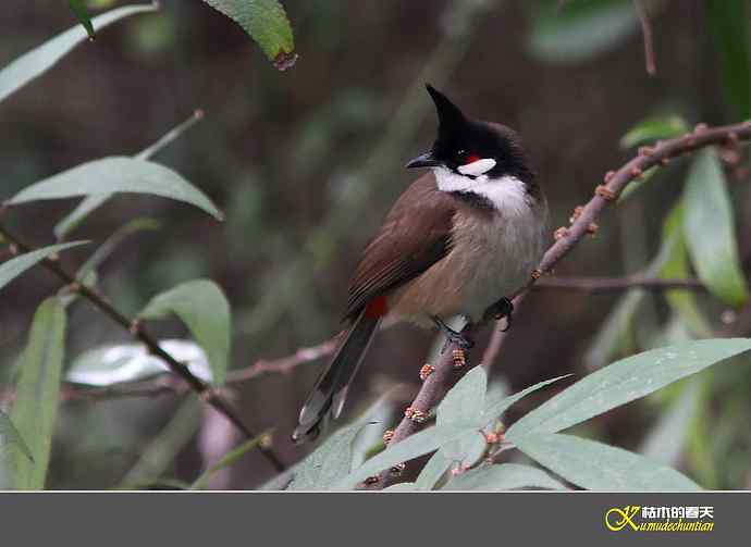 红耳鹎【实拍】